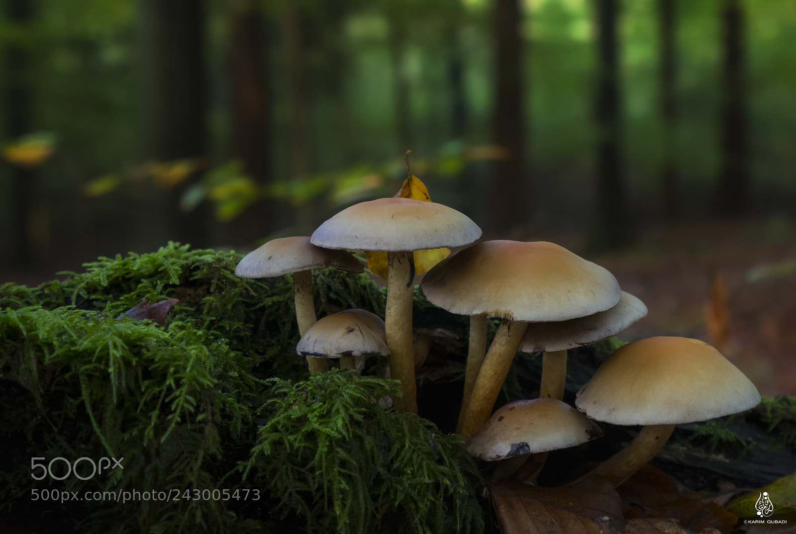 Sony a7R II sample photo. Fungus photography