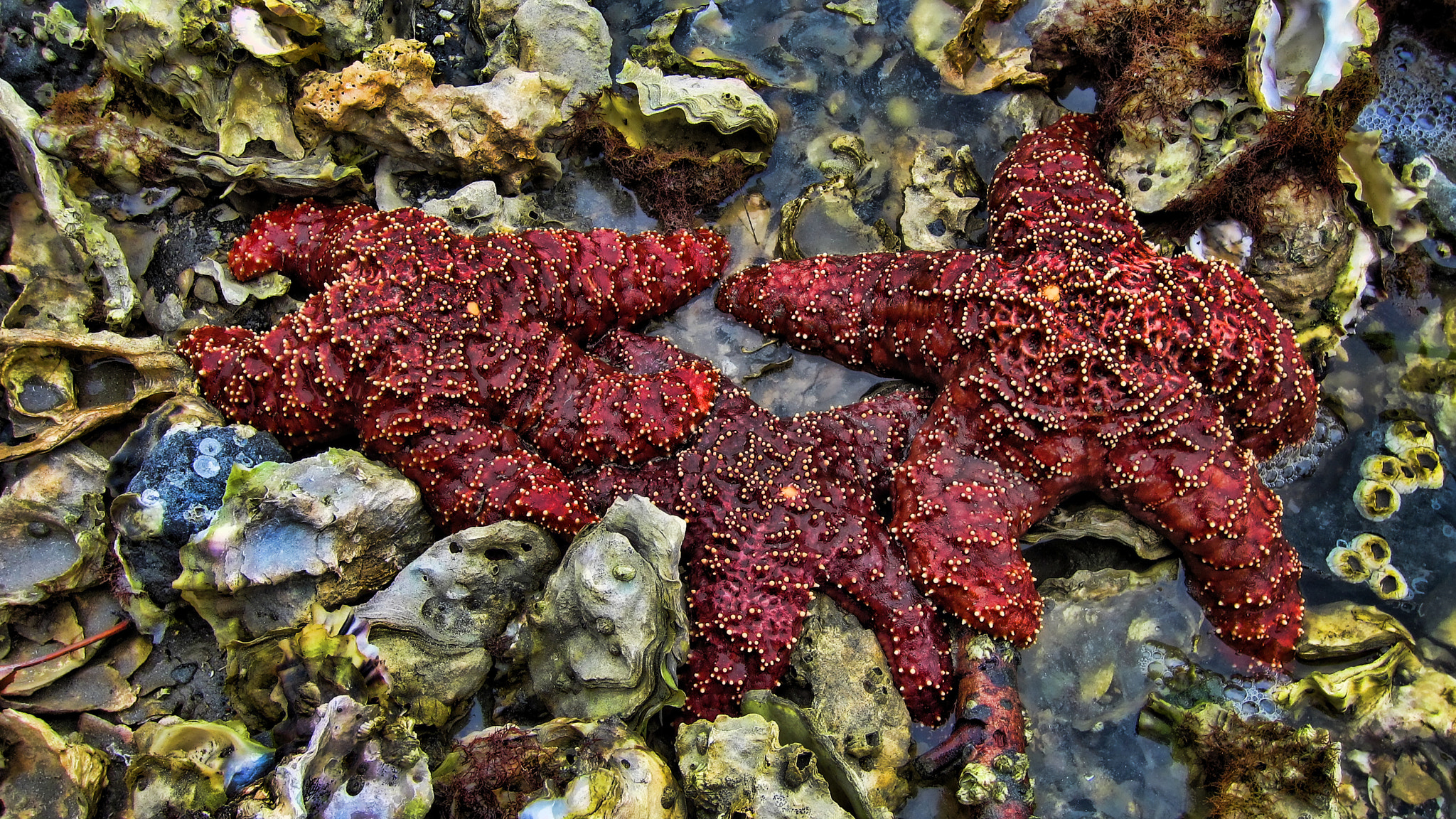 Canon PowerShot ELPH 300 HS (IXUS 220 HS / IXY 410F) sample photo. 3 starfish photography