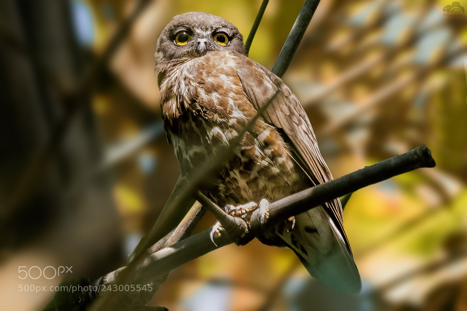 Nikon D810 sample photo. Glimpses - brown hawk photography