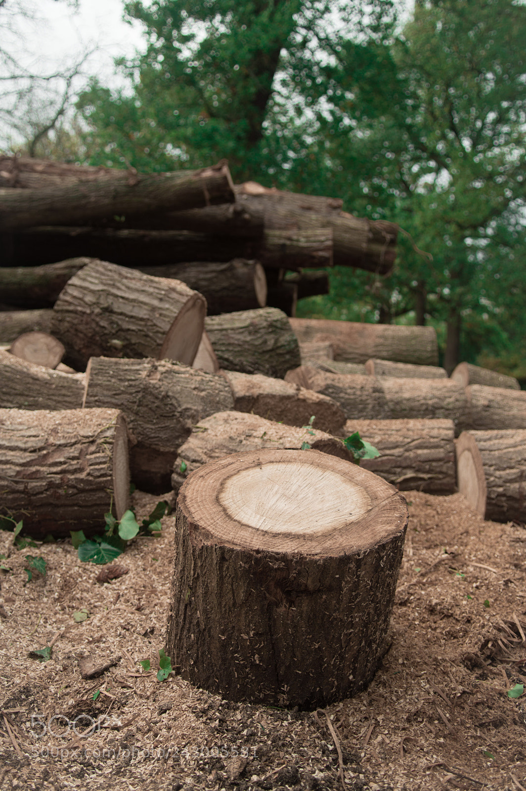 Nikon D3200 sample photo. In the woods photography