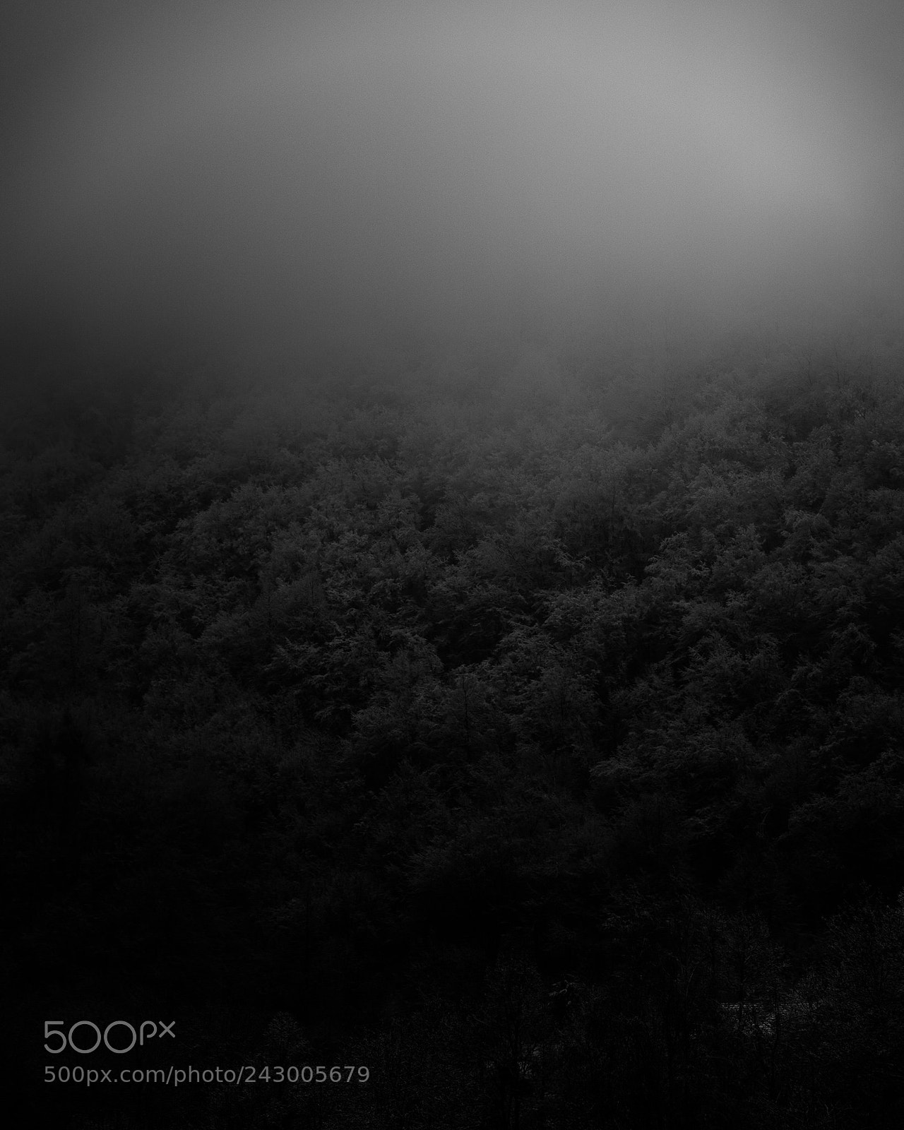 Sony a7R III sample photo. Foggy mornings photography