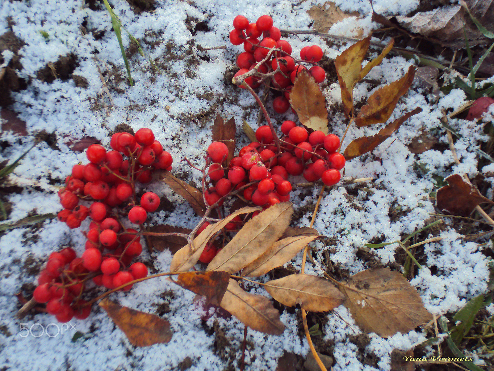 Sony DSC-W190 sample photo. Rowan on the snow photography