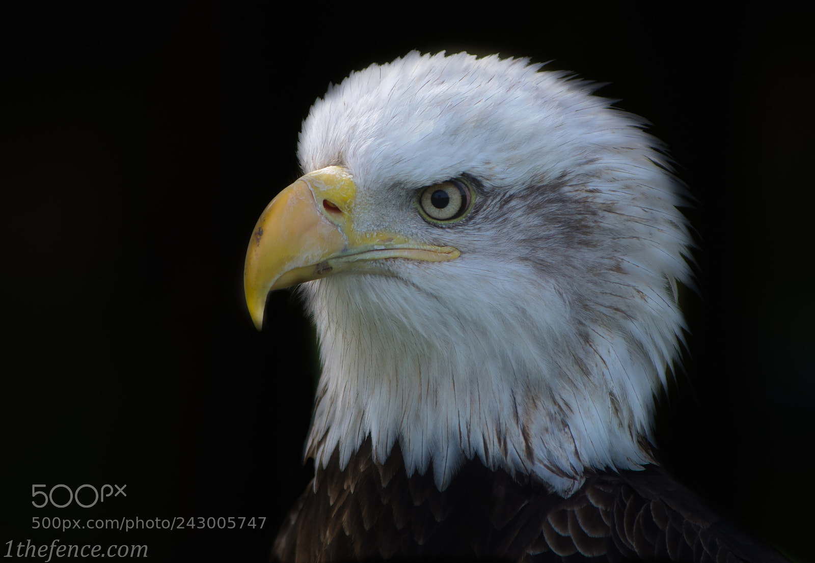 Nikon D90 sample photo. Eagles nfc photography