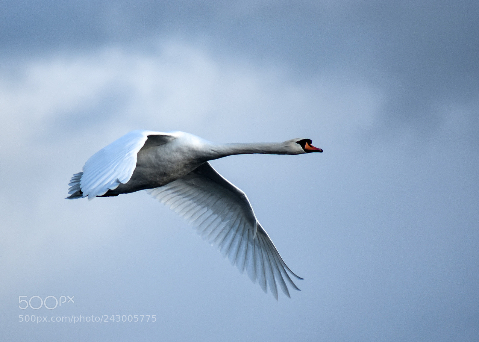 Nikon D5600 sample photo. Mighty swan photography