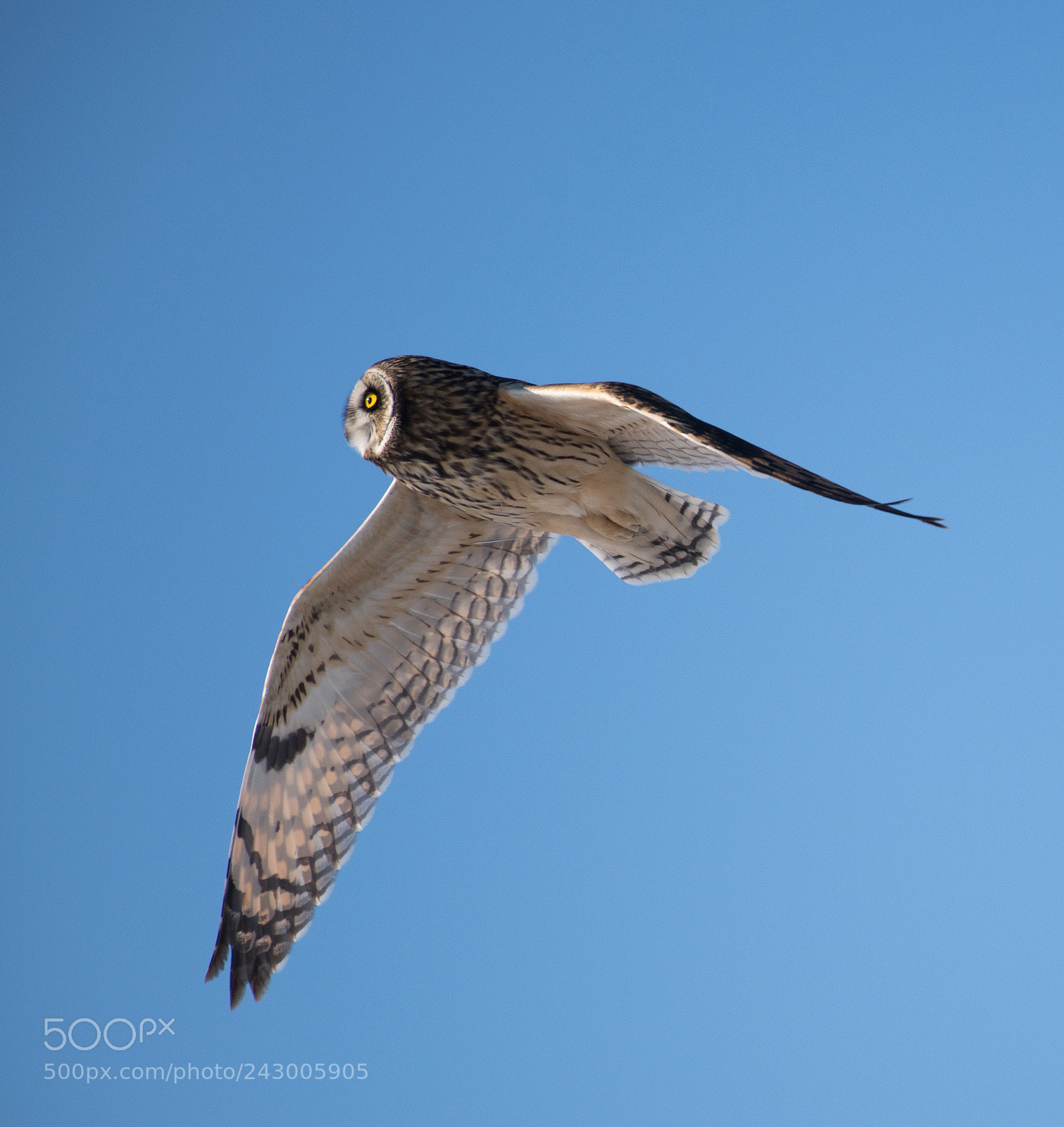 Nikon D850 sample photo. Short eared owl flying photography