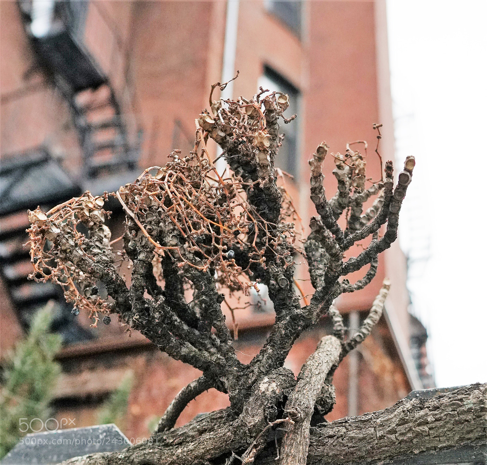Sony a6500 sample photo. A vine growing on photography
