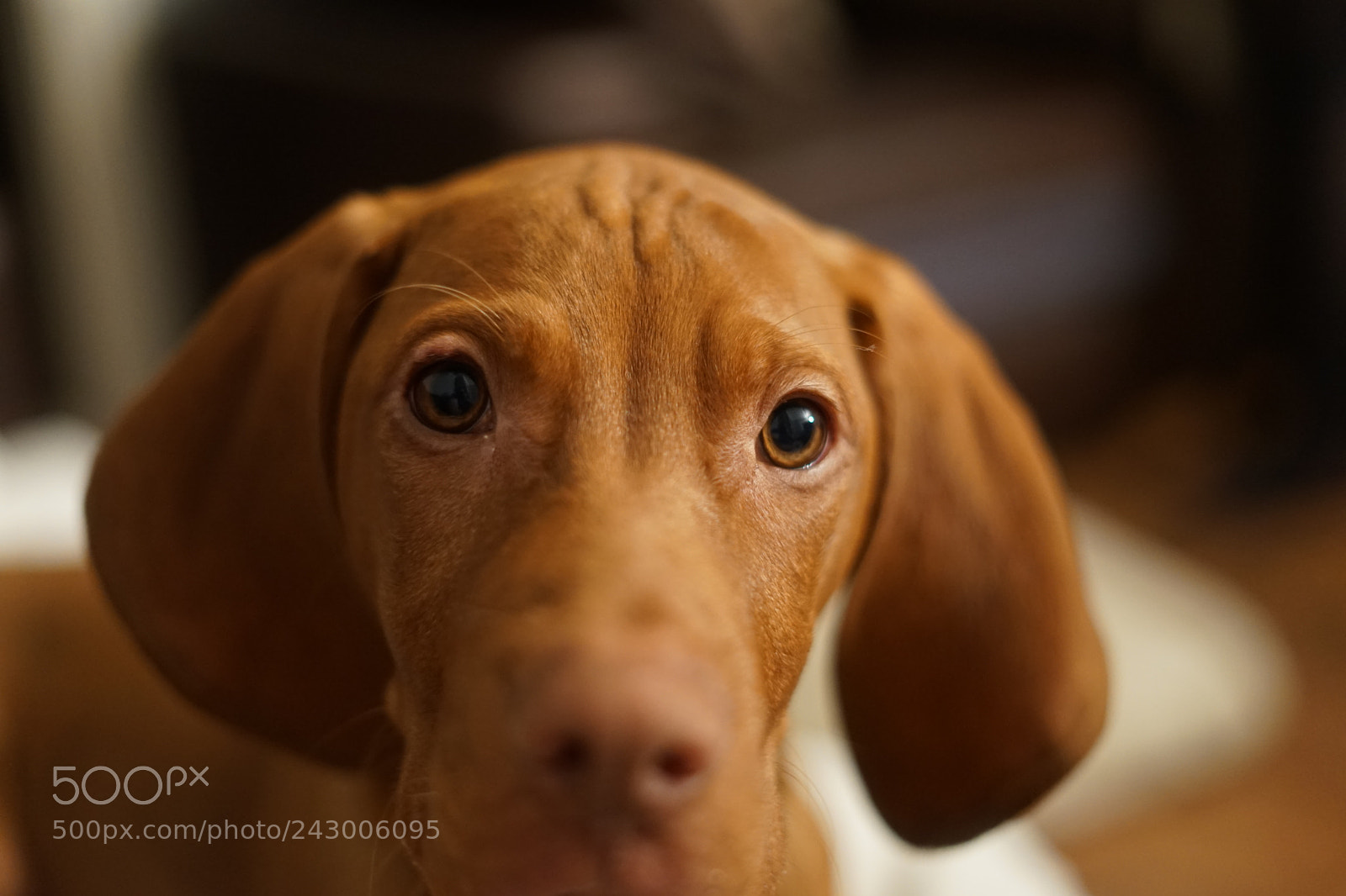 Sony a7 II sample photo. Loki the vizsla photography