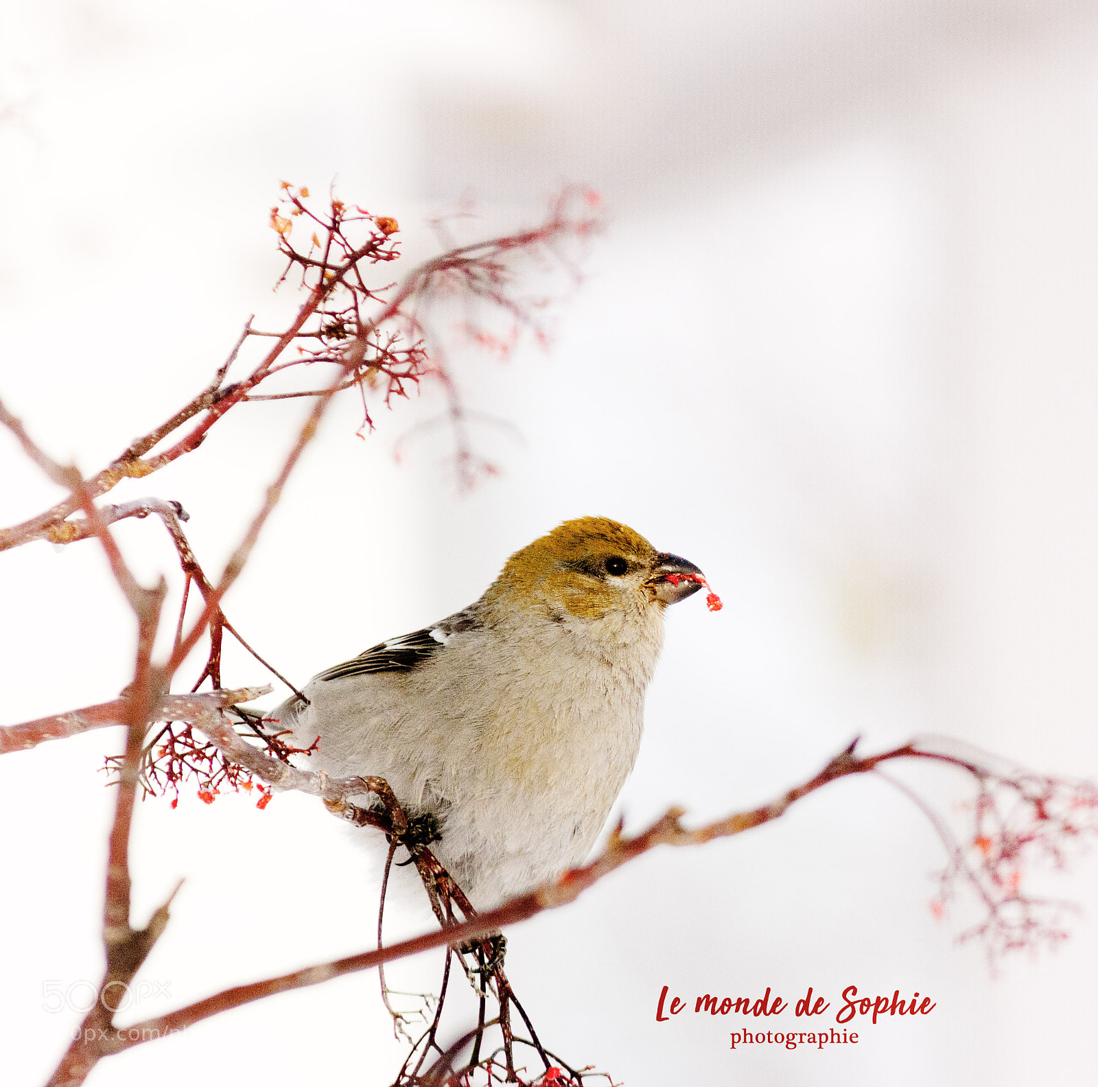 Nikon D7100 sample photo. Femelle durbec des sapins photography