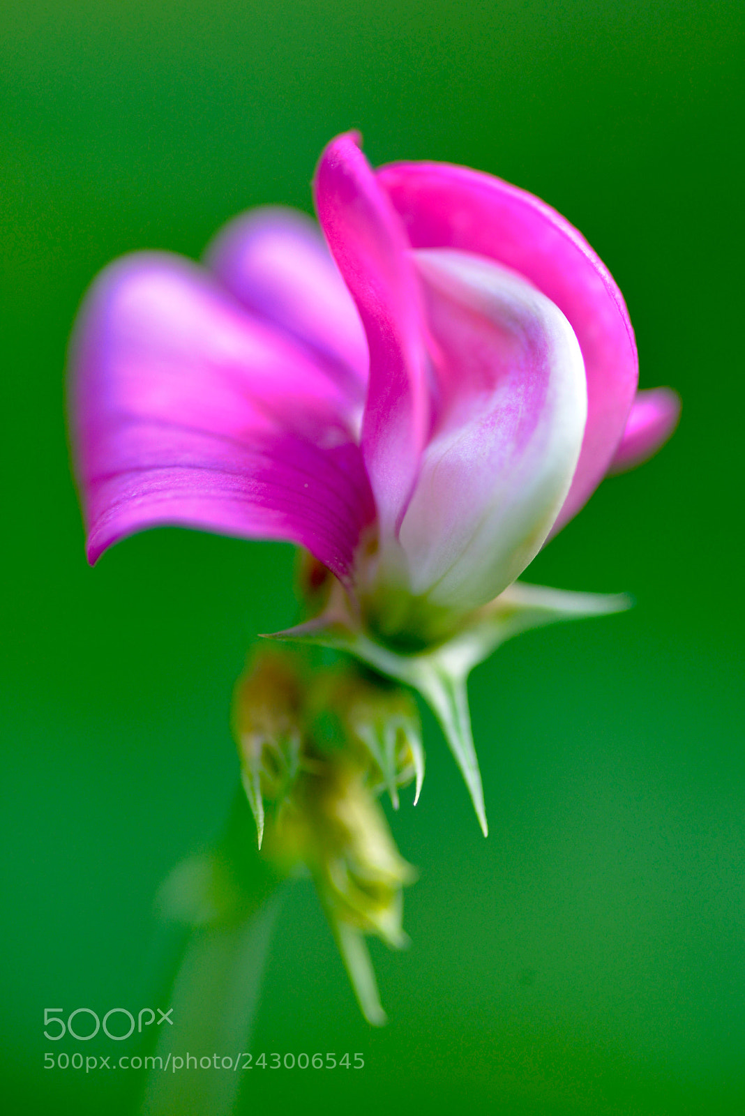 Nikon D610 sample photo. Macro, snapdragon, summer in photography