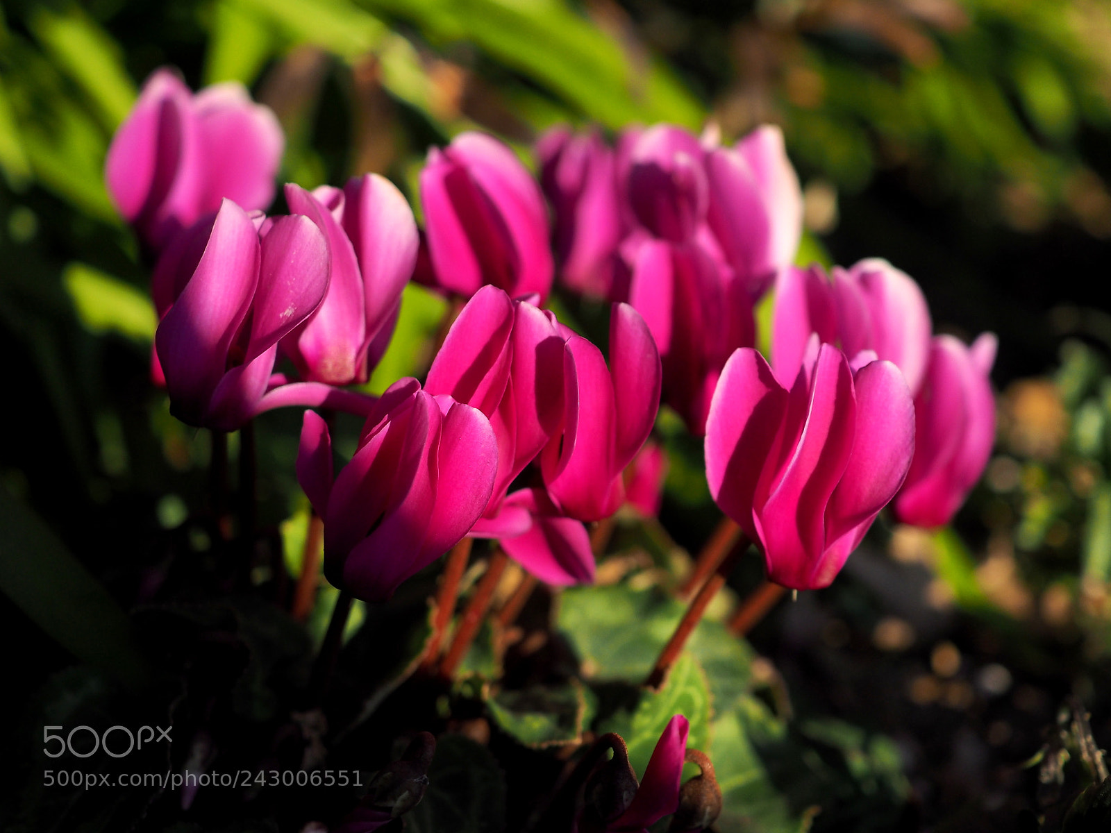 Olympus OM-D E-M1 sample photo. In a sunny park photography