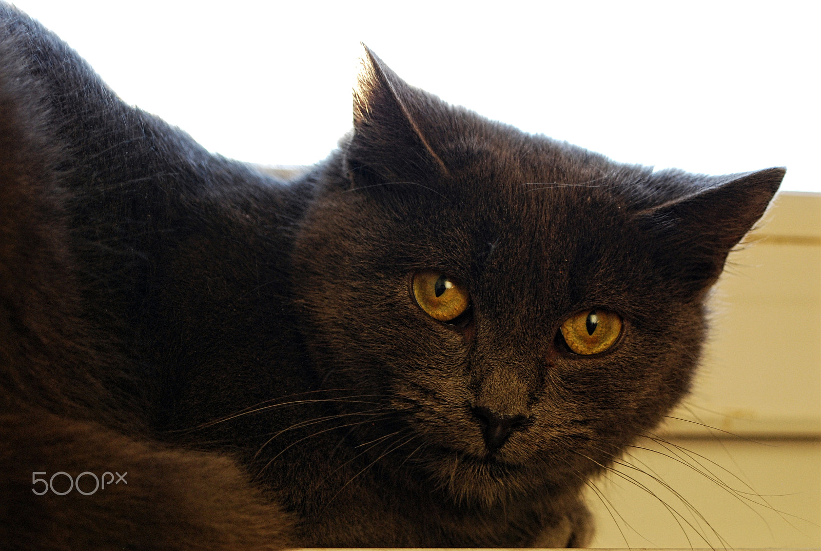 Nikon D80 sample photo. ｗｈａｔ ｙｏｕ ｌｏｏｋｉｎｇ ａｔ, ｈｕｍａｎ? photography