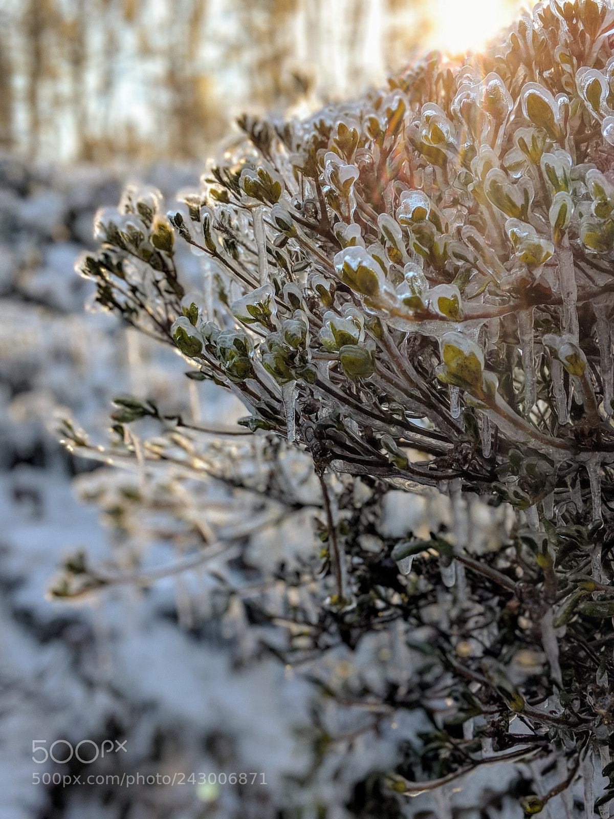 Google Pixel 2 XL sample photo. Iced photography