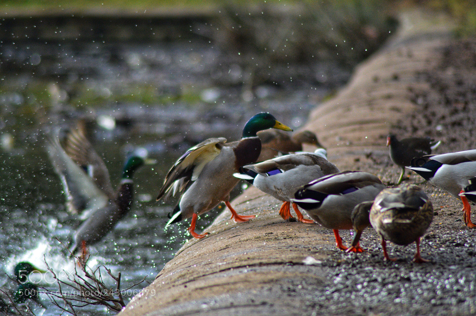 Nikon D3200 sample photo. Wingspan photography