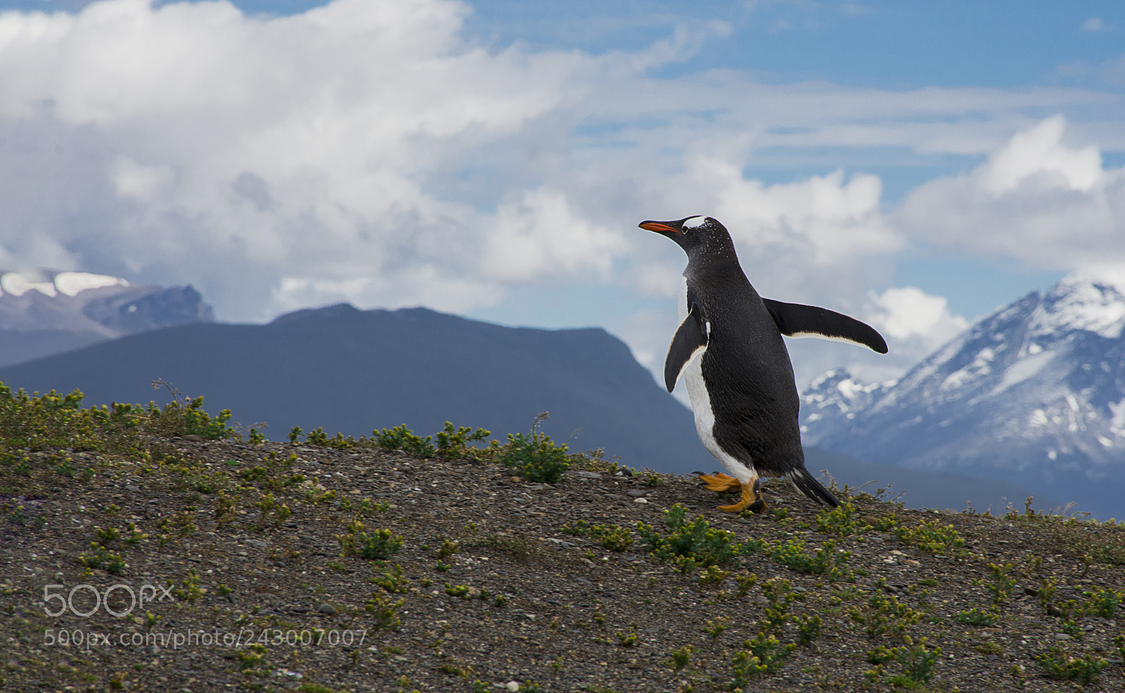 Nikon D7200 sample photo. Gentoo penguin photography