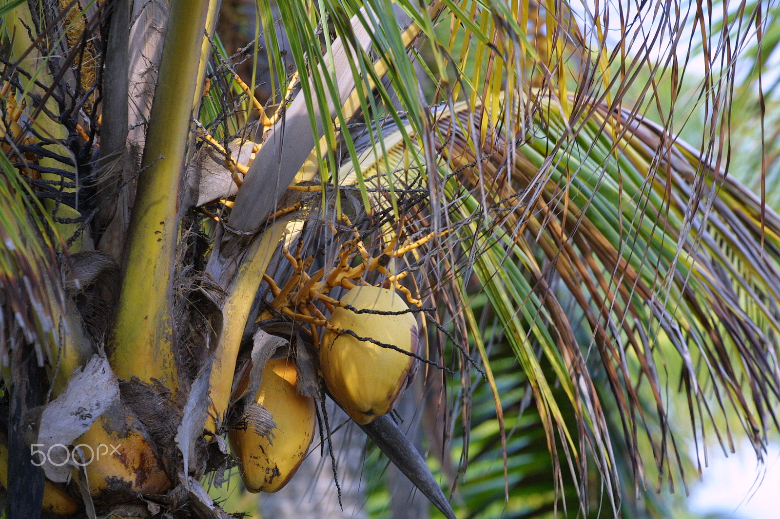 Canon EOS D30 sample photo. Coconut colors photography