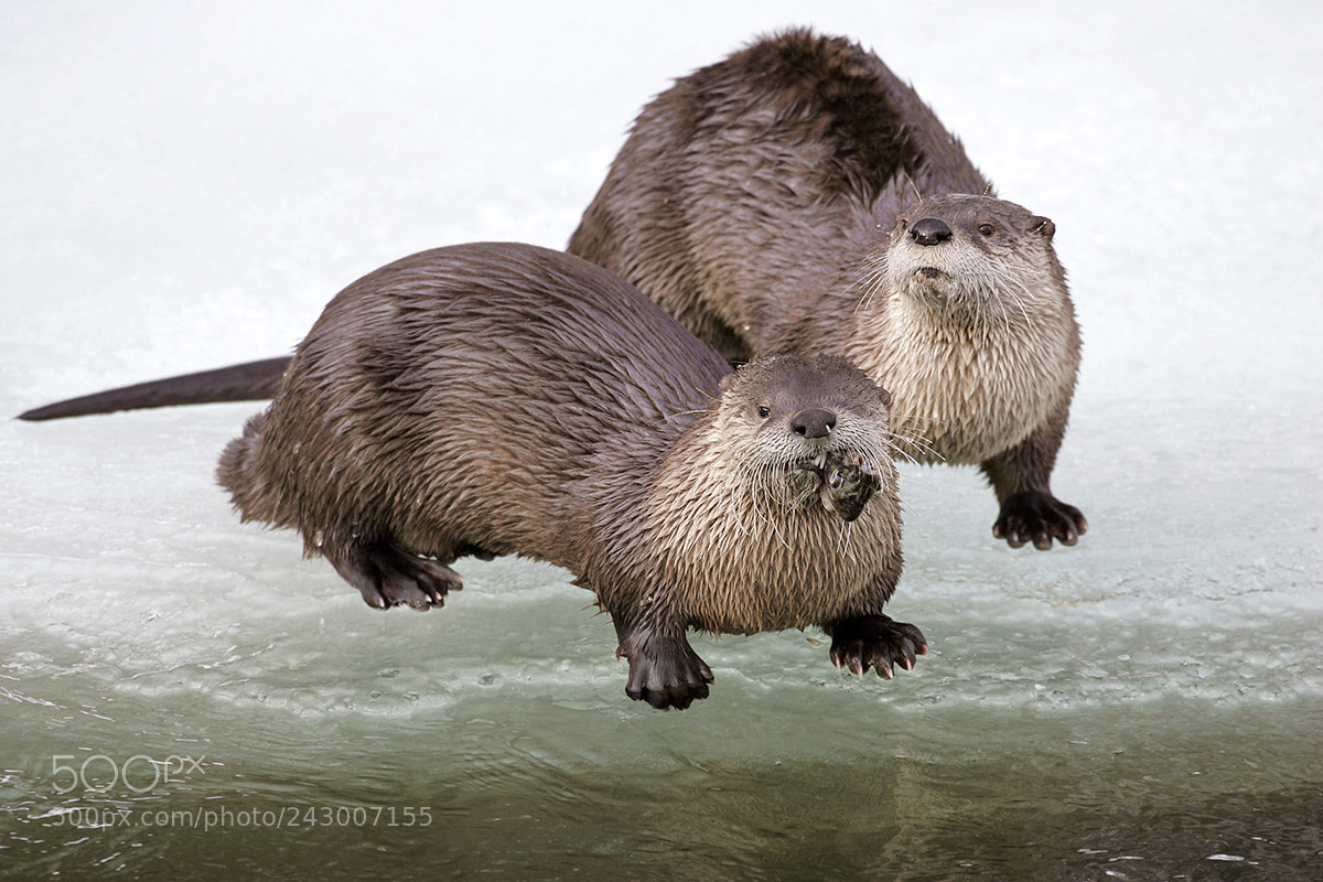 Canon EOS-1D Mark II sample photo. Pair of river otters photography