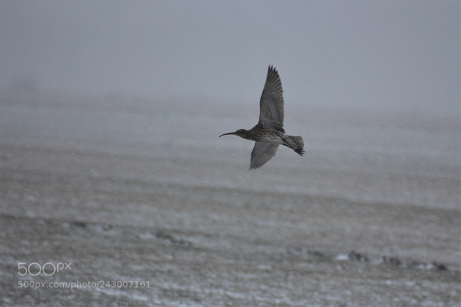 Canon EOS 650D (EOS Rebel T4i / EOS Kiss X6i) sample photo. Winter in the moor. photography