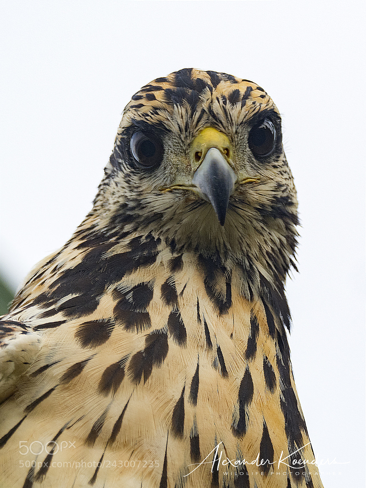 Olympus OM-D E-M1 Mark II sample photo. Common road hawk photography