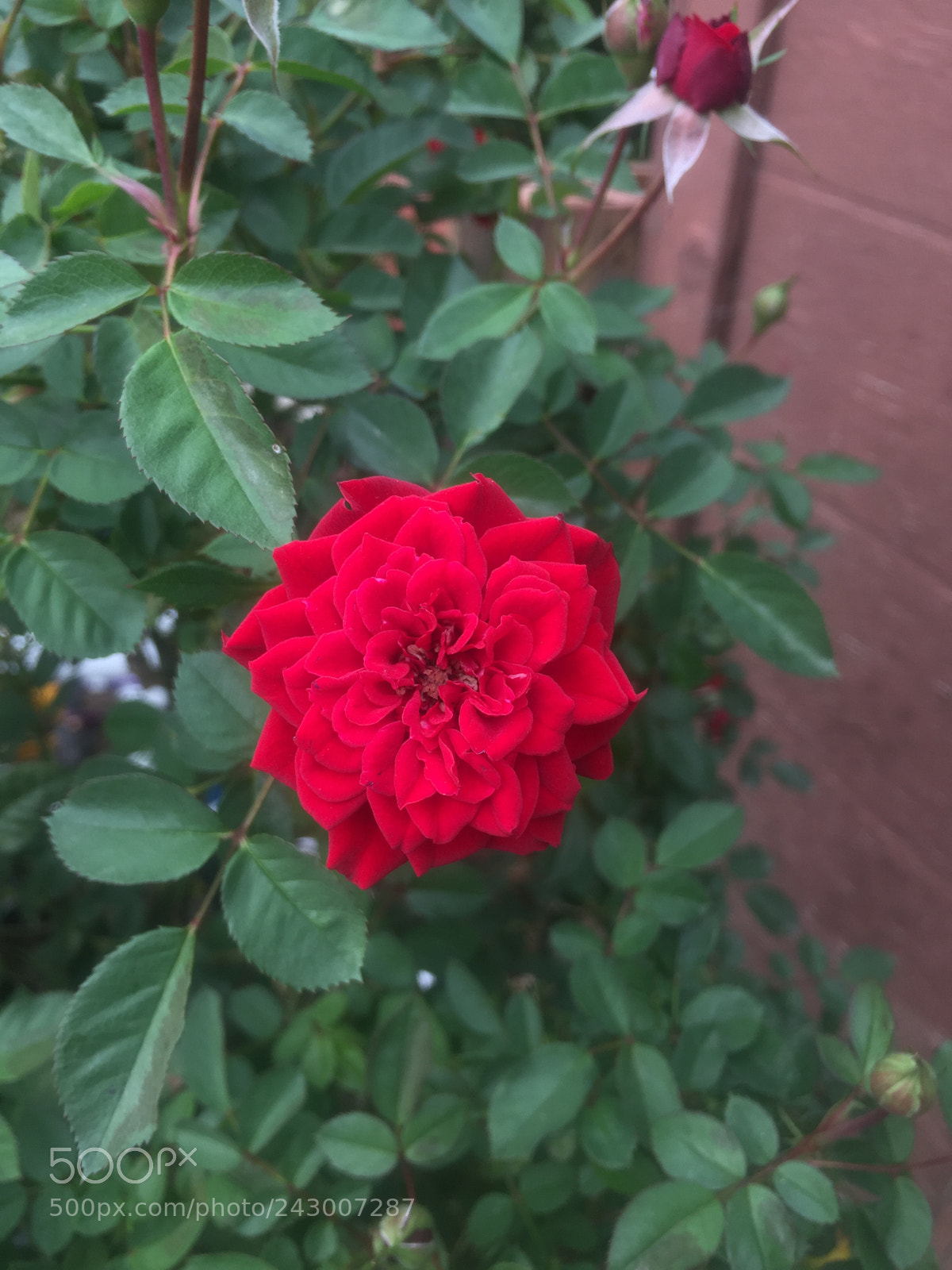 Apple iPhone 6 sample photo. Rose photography