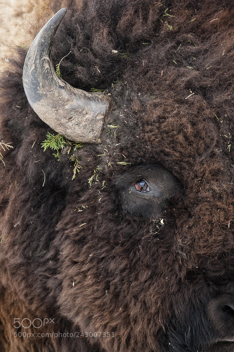 Canon EOS 20D sample photo. American bison or buffalo photography