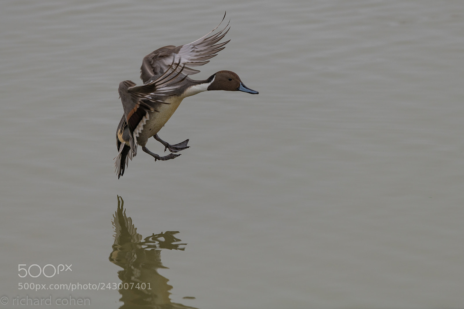 Nikon D850 sample photo. Perfect landing! photography