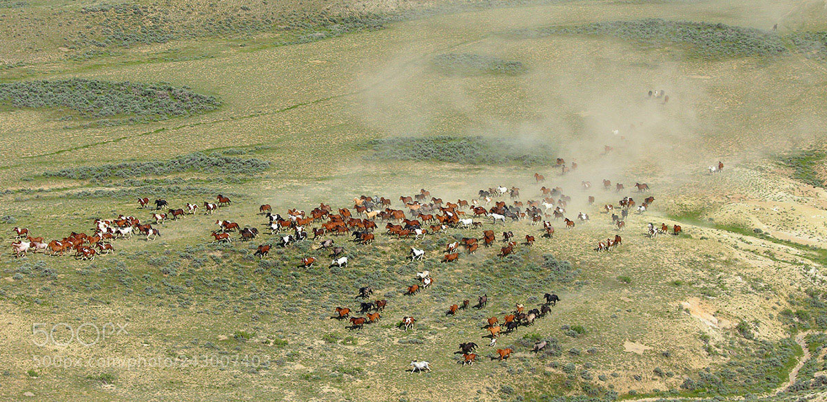 Canon EOS 7D Mark II sample photo. Aerial photo of wild photography