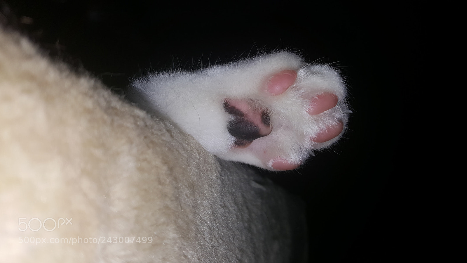 Samsung Galaxy Note5 sample photo. More miles toebeans photography