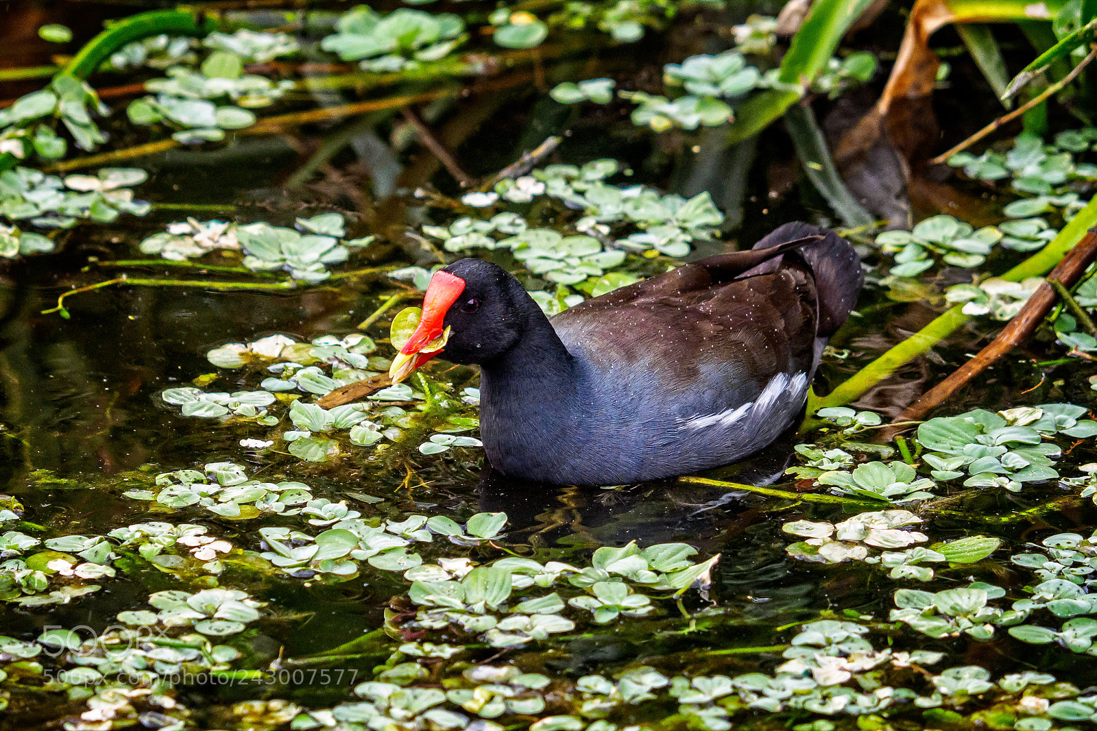 Olympus OM-D E-M1 sample photo. Common gallinule (gallinula galeata) photography