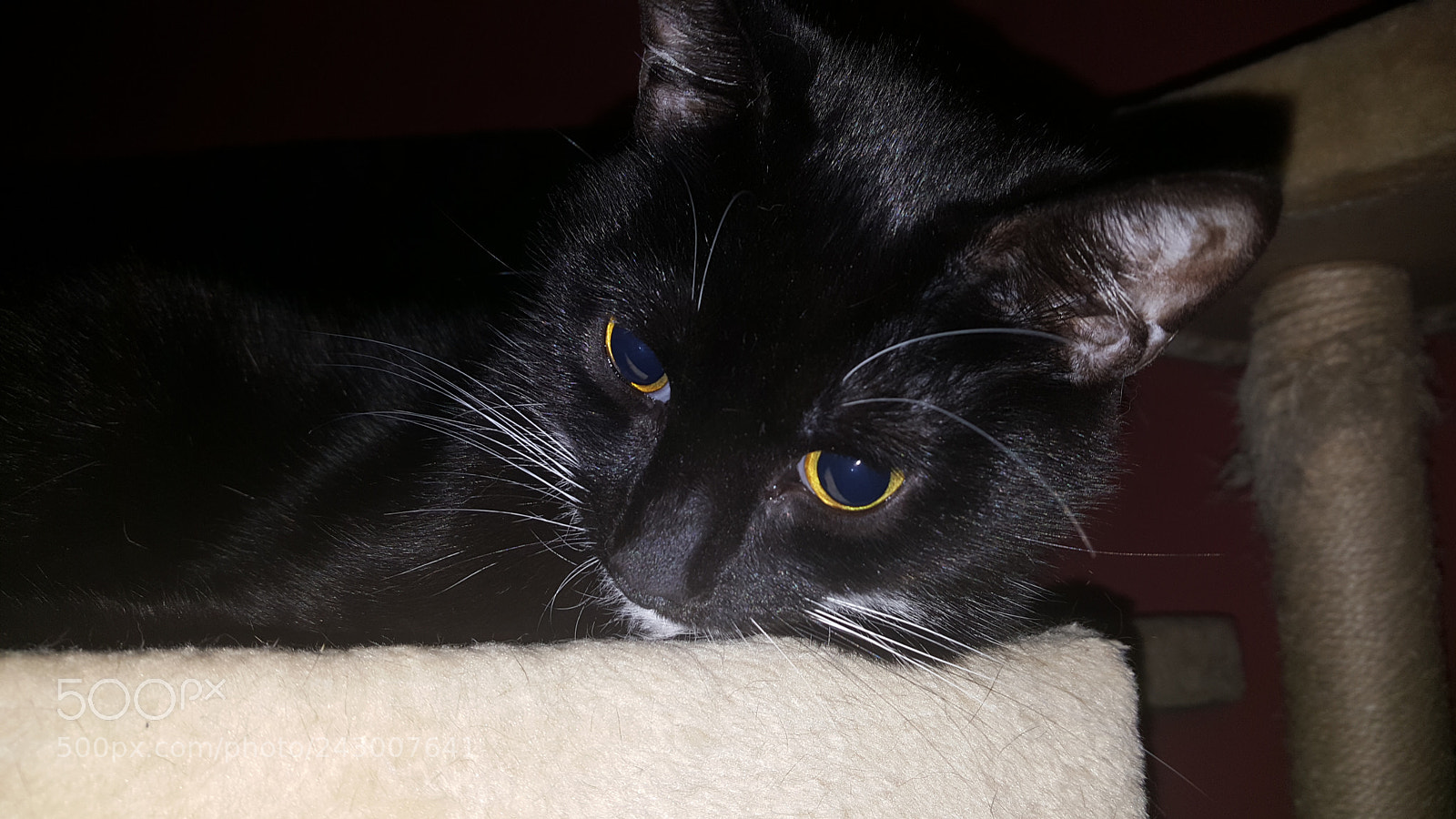 Samsung Galaxy Note5 sample photo. Miles the mild photography