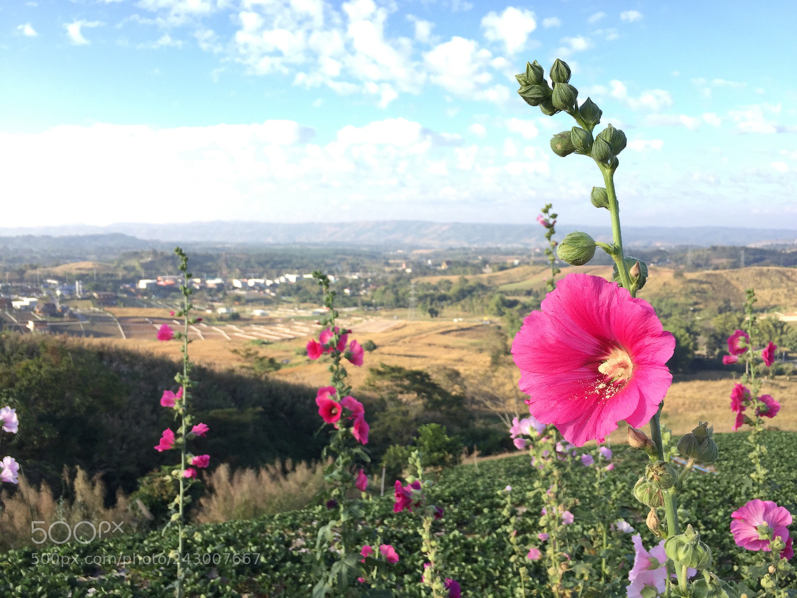 Apple iPhone 6 sample photo. เ ข า ค้ อ photography