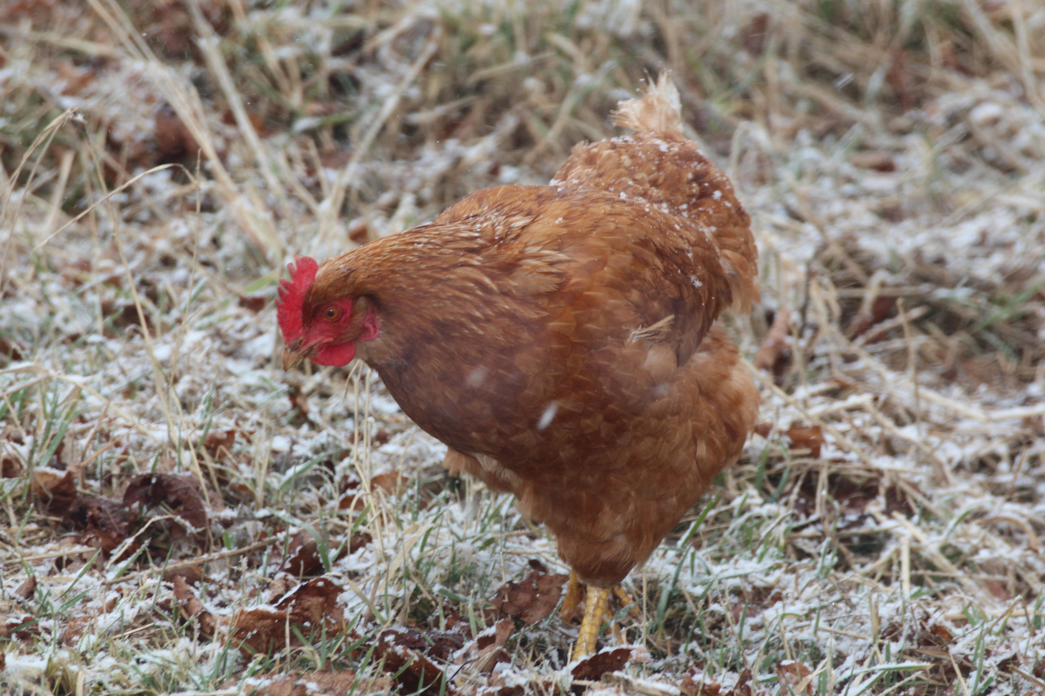 Canon EOS 650D (EOS Rebel T4i / EOS Kiss X6i) sample photo. Found in the moor. photography