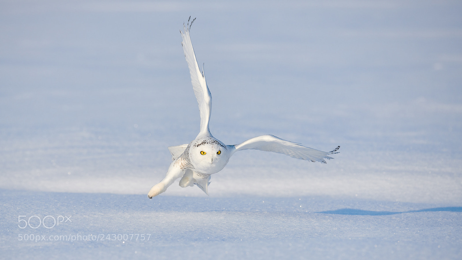 Nikon D850 sample photo. Snowy owl photography