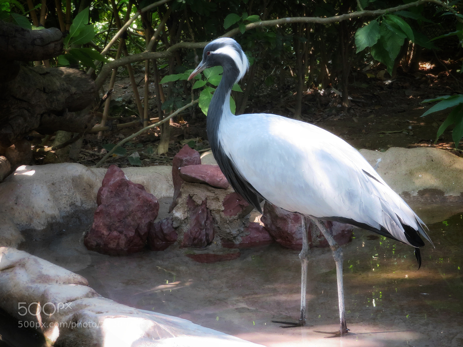 Canon PowerShot SX720 HS sample photo. Demoiselle crane photography