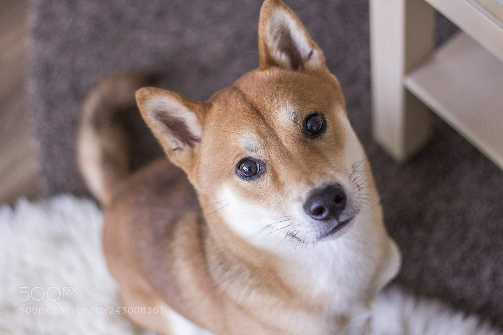 Canon EOS 60D sample photo. Kai doge. photography