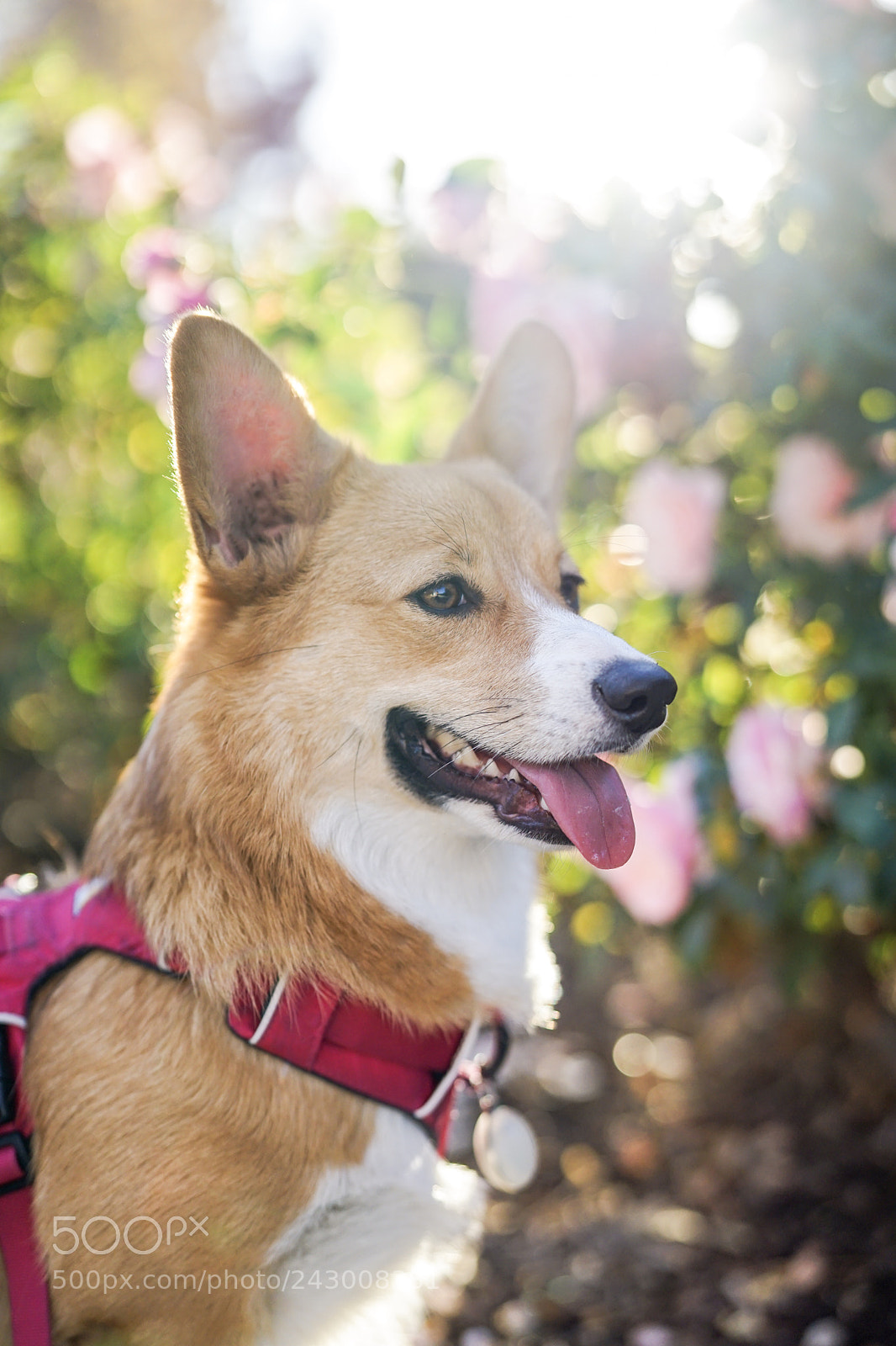 Sony a7 II sample photo. Corggo photography