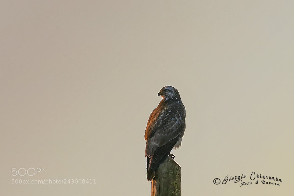 Canon EOS 7D Mark II sample photo. Poiana (buteo buteo) photography