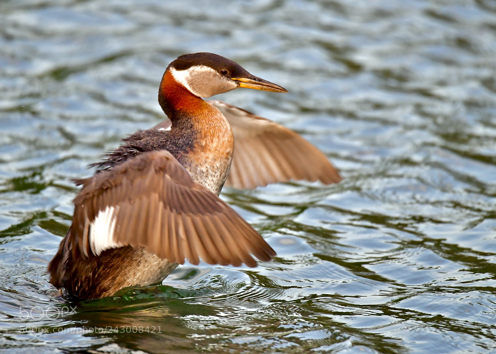 Nikon D5 sample photo. 鸊鷉(red-necked grebe) photography