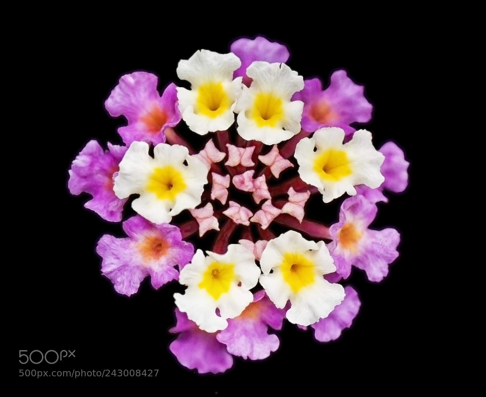 Nikon D90 sample photo. Floral kaleidoscope photography