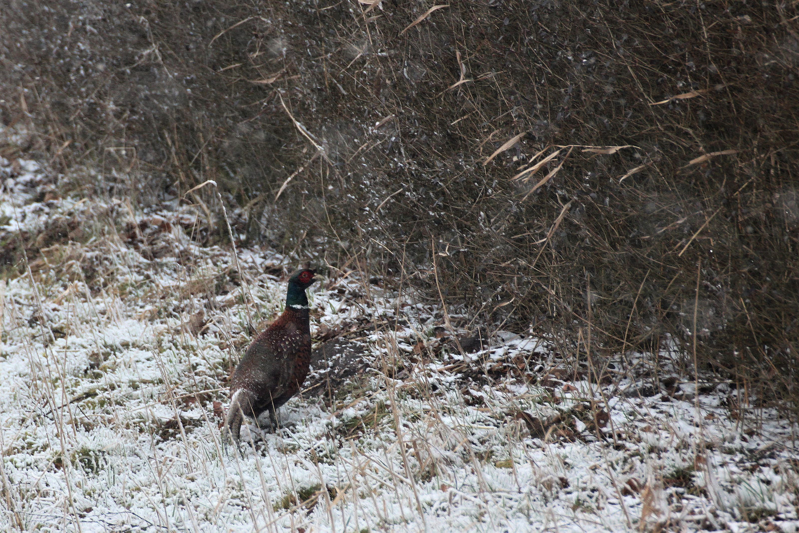 Canon EOS 650D (EOS Rebel T4i / EOS Kiss X6i) sample photo. A pheasant searching for photography