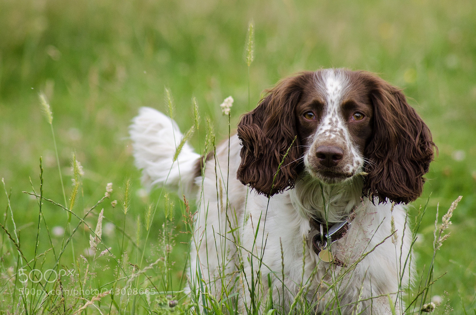 Nikon D5100 sample photo. Rue in the meadow photography