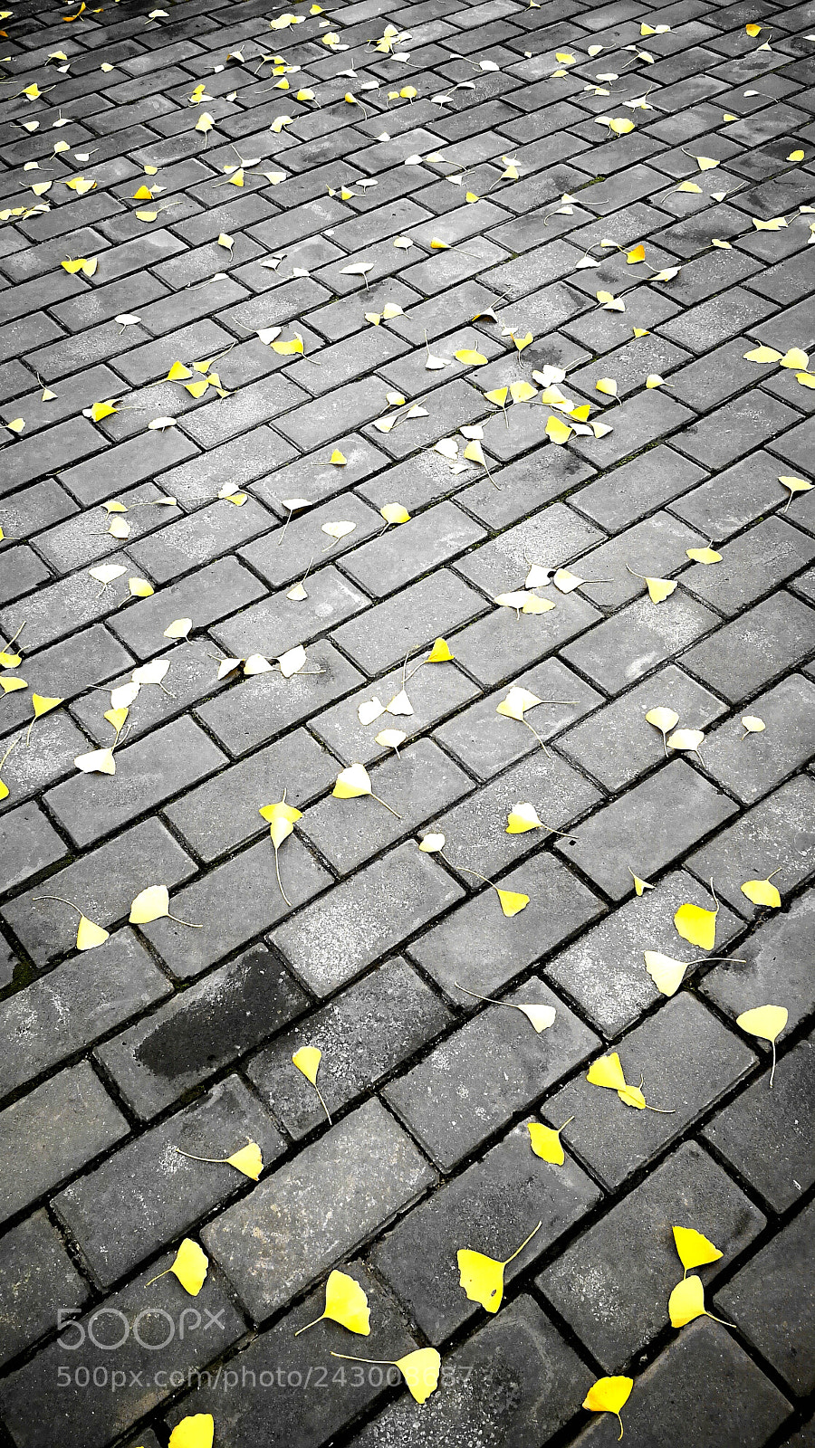 HUAWEI P10 sample photo. Untitled photography
