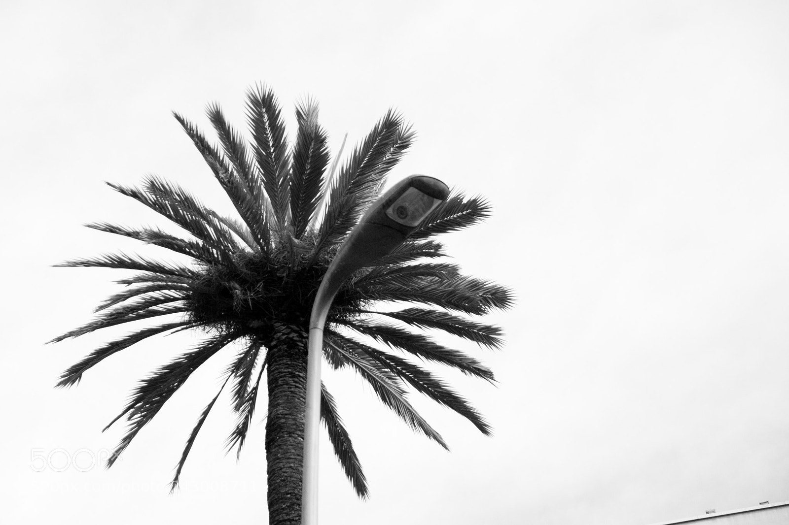 Canon EOS 30D sample photo. Palm tree light photography