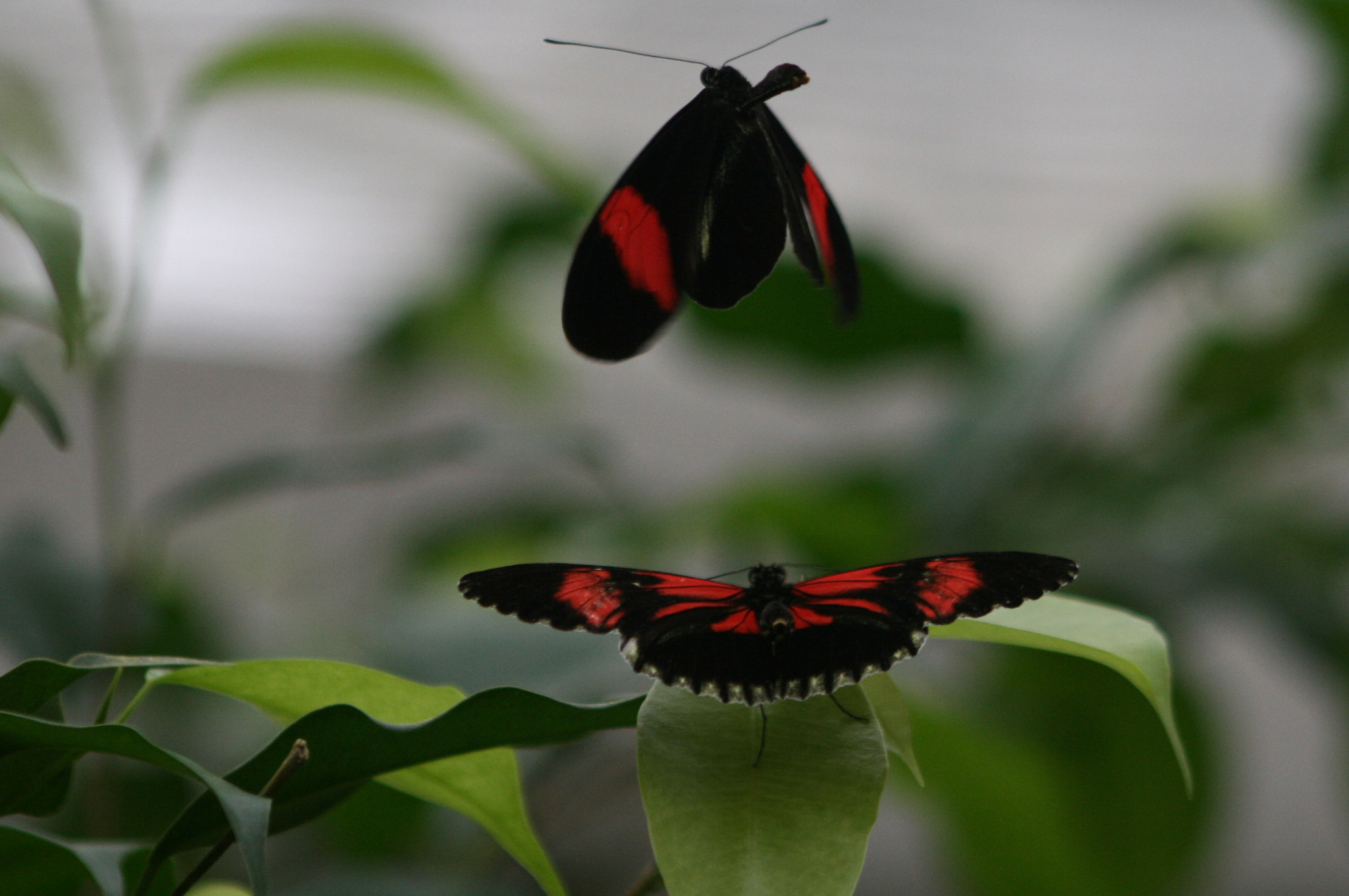 Canon EF 75-300mm f/4-5.6 USM sample photo. Butterflies, flying with the wind. photography