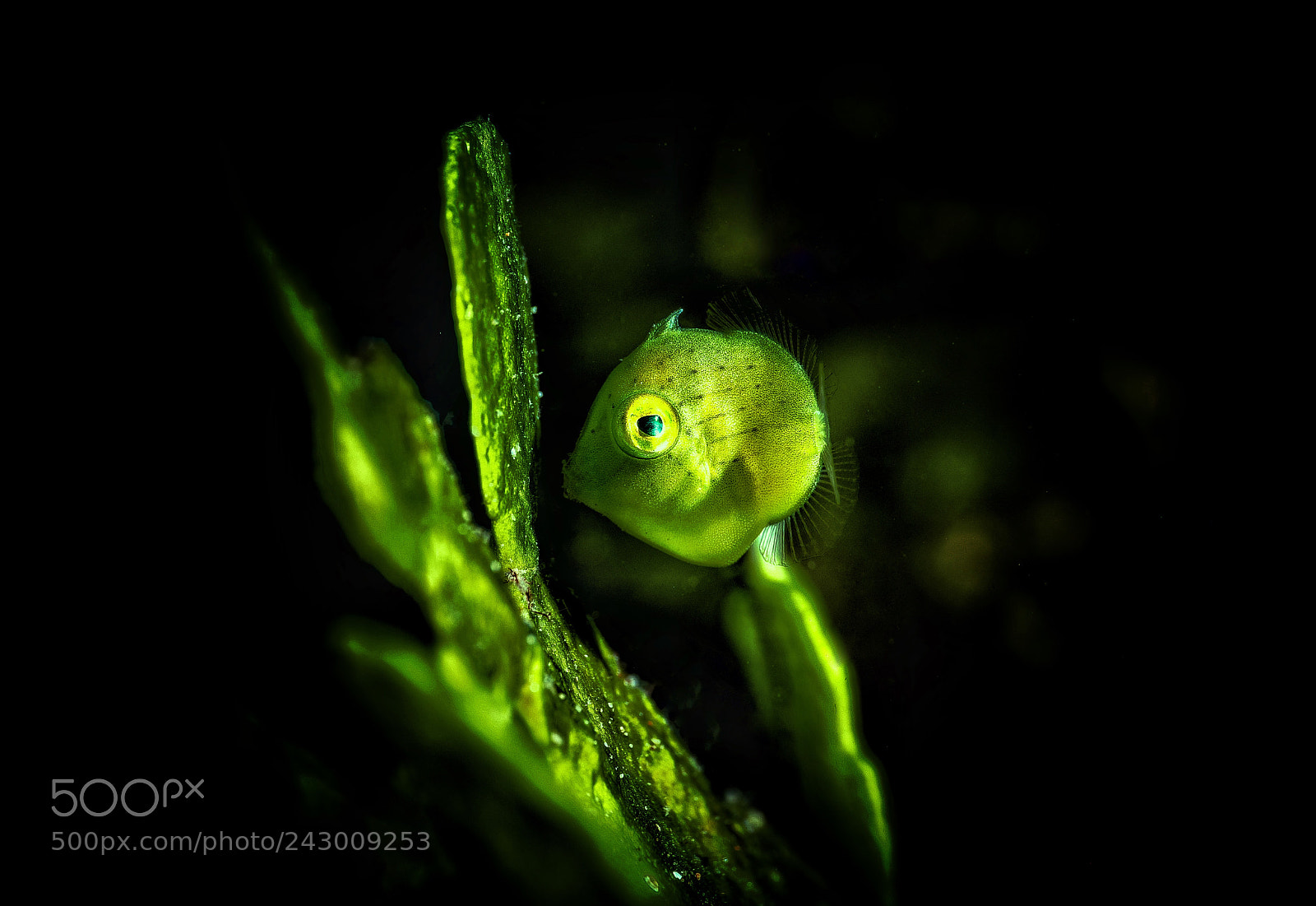 Sony a7R II sample photo. File fish photography