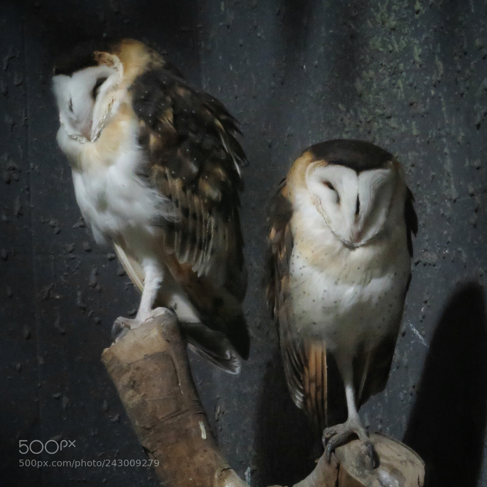 Canon PowerShot SX720 HS sample photo. Half-sleeping barn owls photography