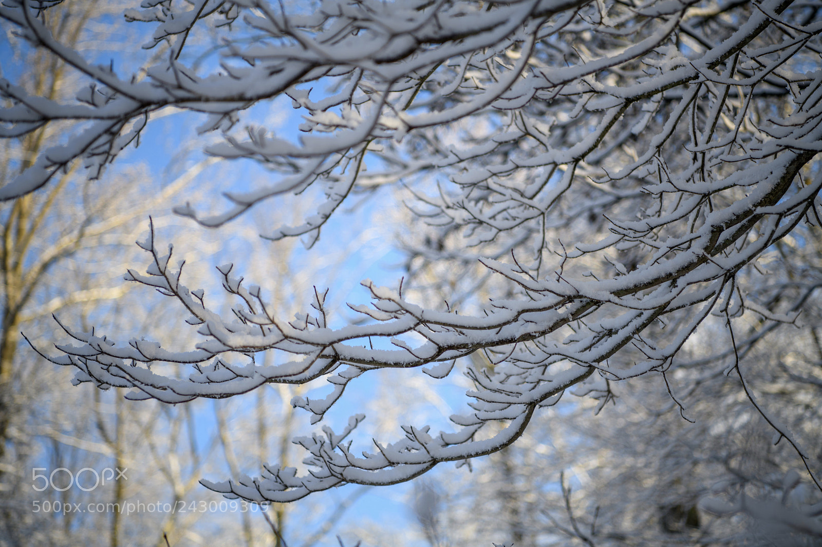 Nikon D850 sample photo. 玉树琼花 photography