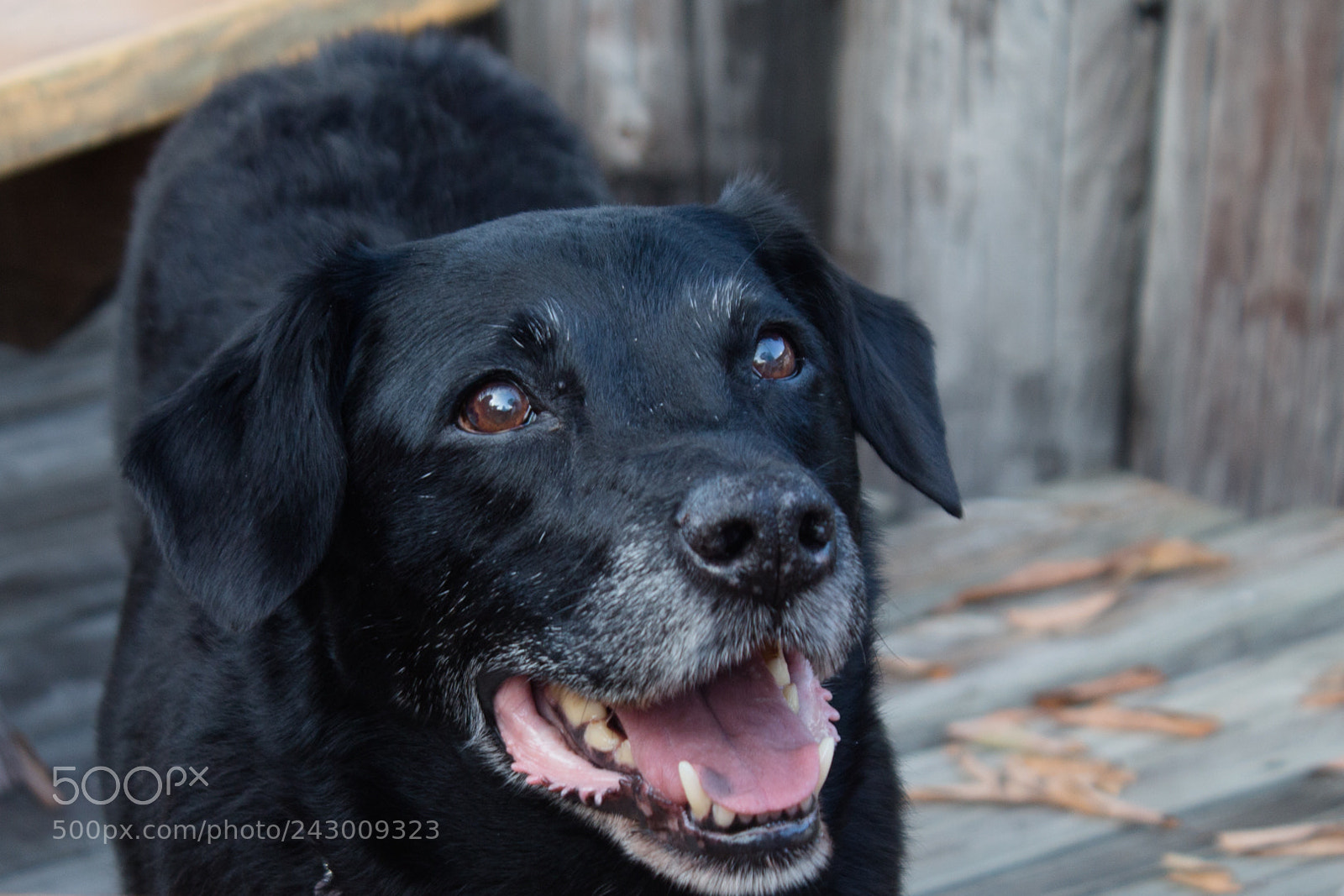 Canon EOS 650D (EOS Rebel T4i / EOS Kiss X6i) sample photo. Lucie photography