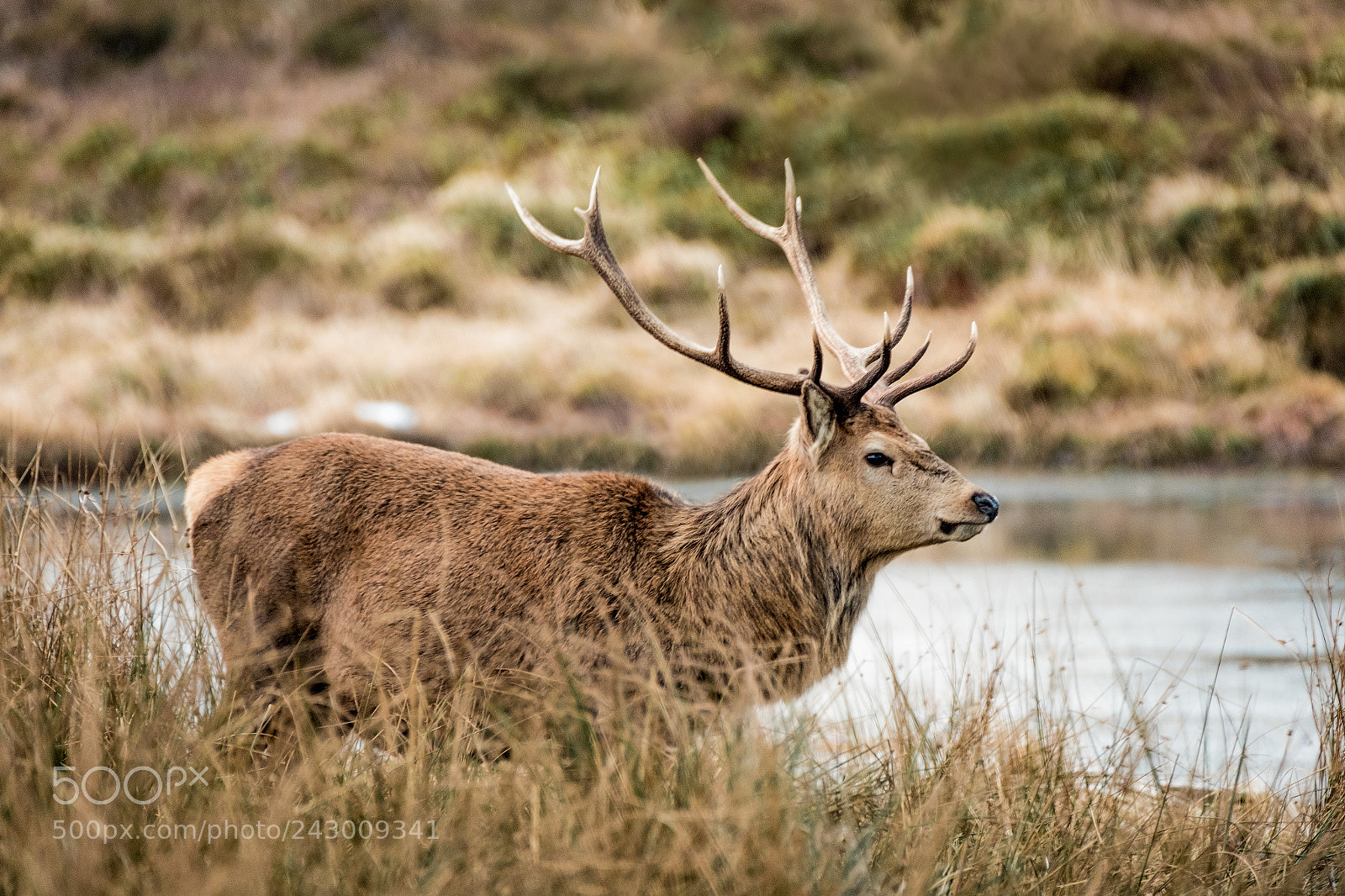 Fujifilm X-T20 sample photo. Stag by the loch photography