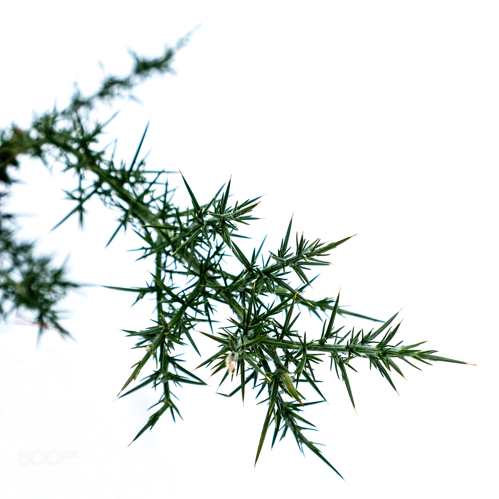 Fujifilm X-T20 sample photo. Gorse bush against the photography