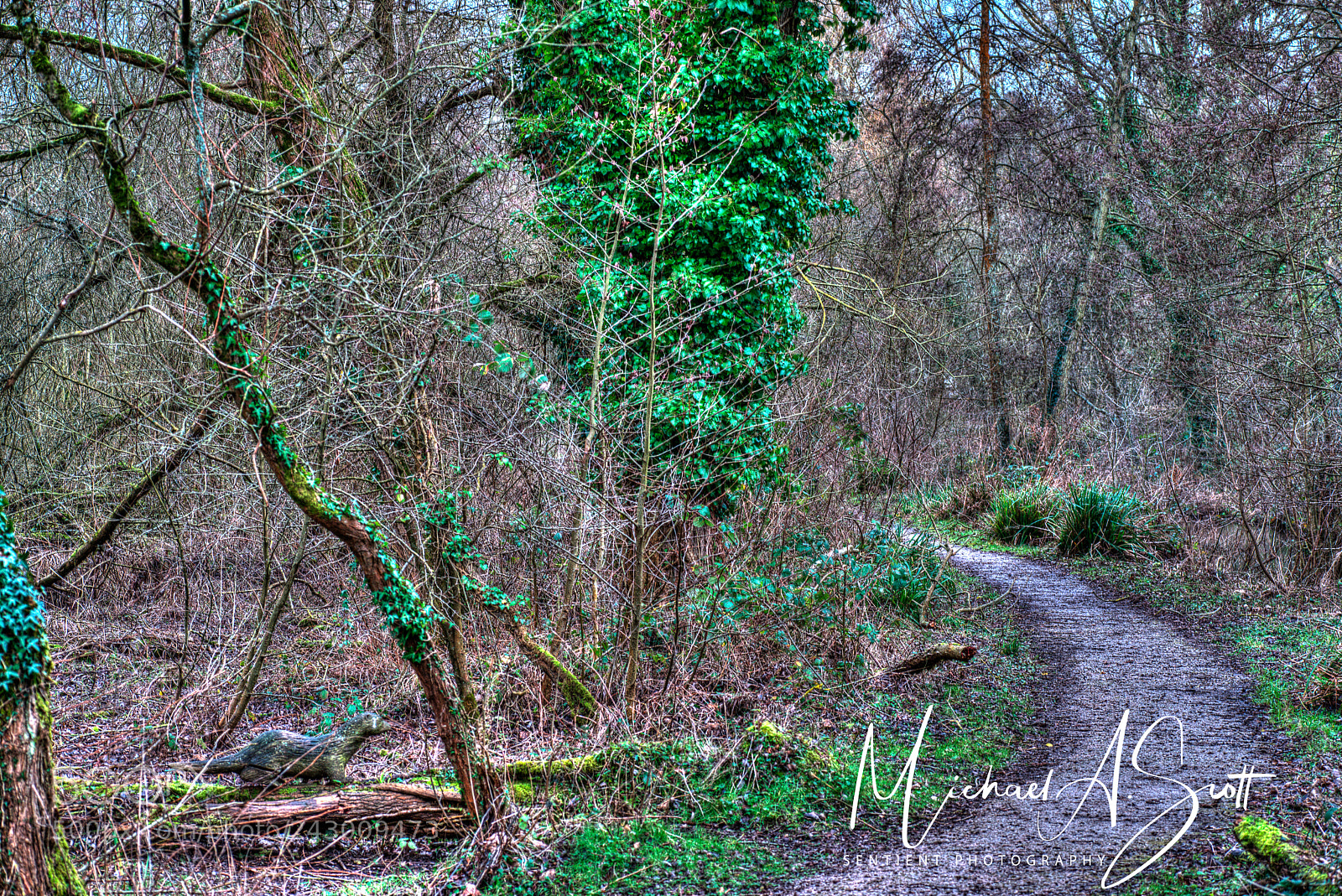 Nikon D800 sample photo. The winding path photography
